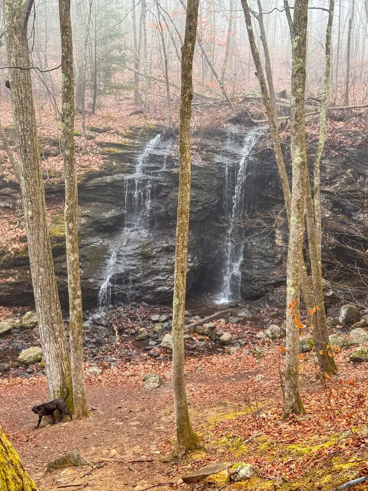 Blackledge Falls waterfall in spring with no leaves on the trees and a rainy day.
