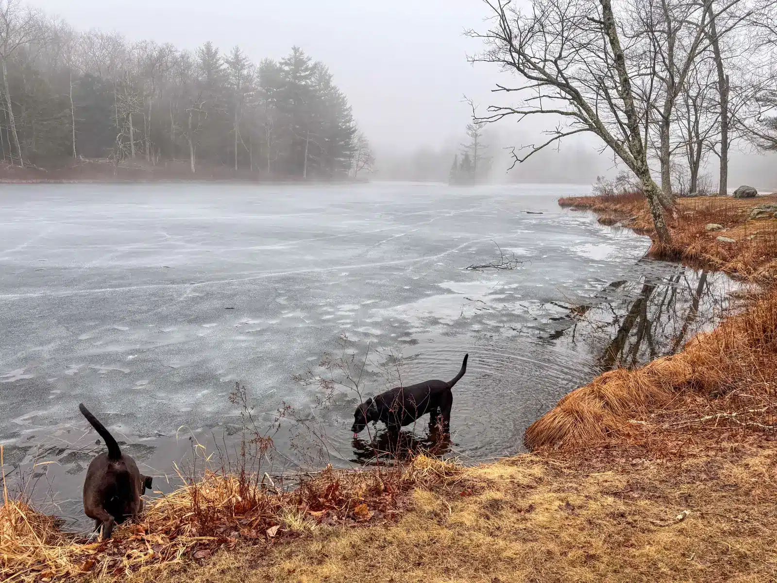 black dog and brown dog on a misty hike in spring with bare trees in front of a lake at gay city state park.