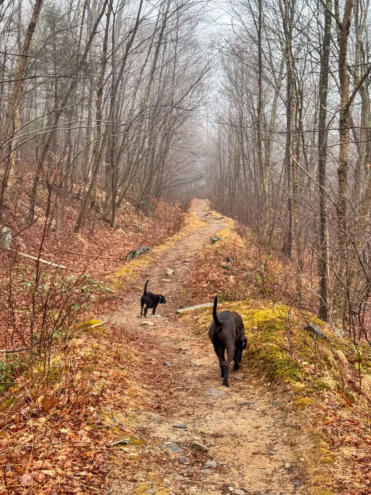 black dog and brown dog walking ahead on a brown leash down a pine path through a bare forest on a misty gray spring day.