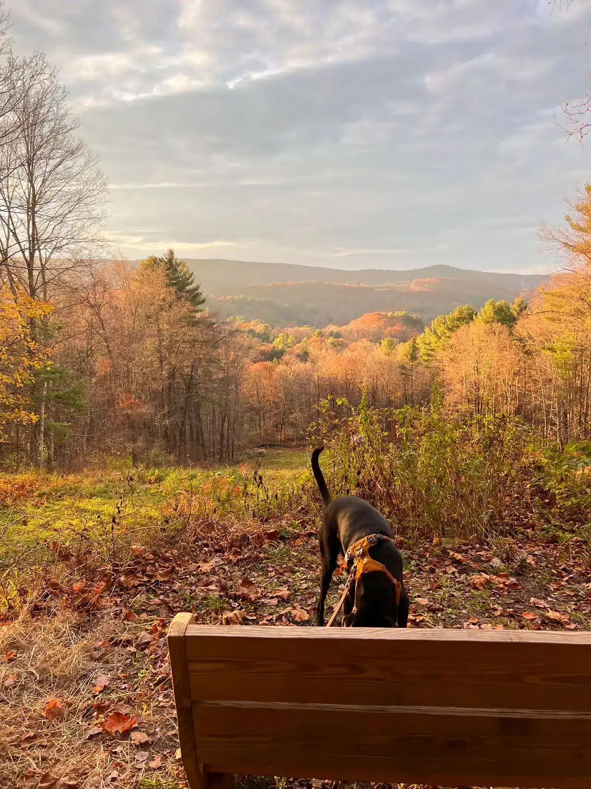connecticut lookout with golden and brown leaved trees in the distance at sunset time with golden sky.