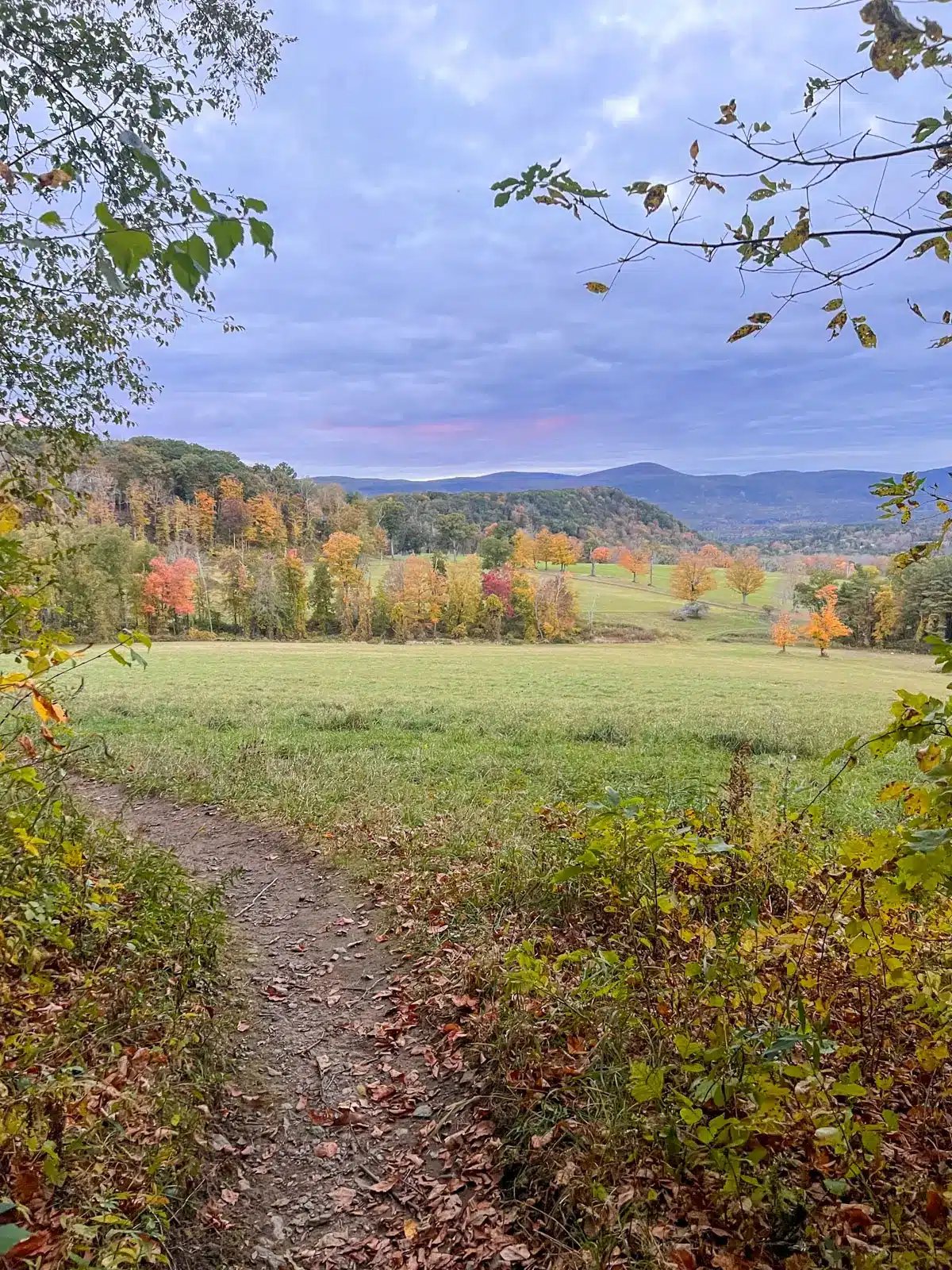 rands view overlook with green grass, hills in the distance, and orange trees dotting the landscape.