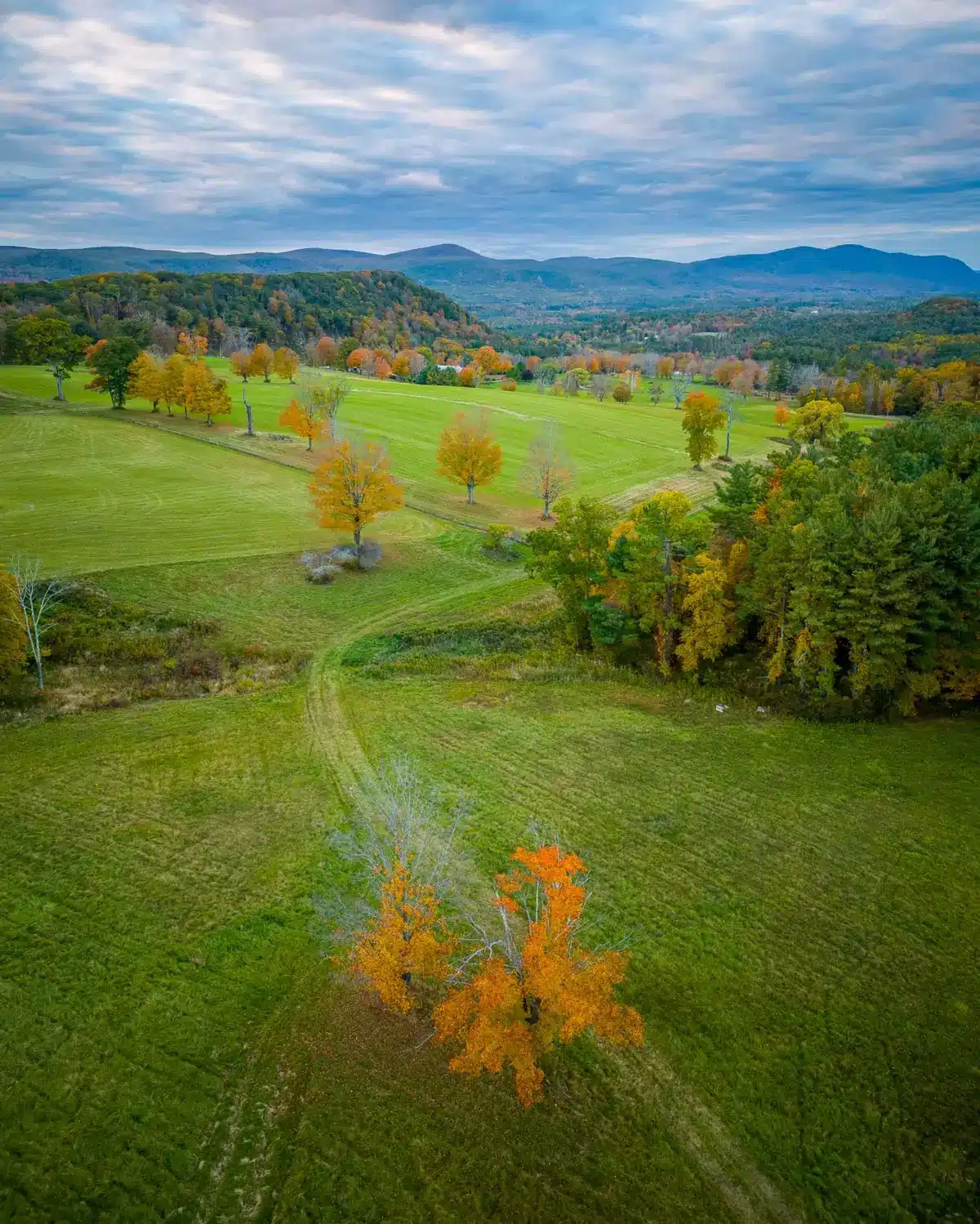 rands view overlook with green grass, hills in the distance, and orange trees dotting the landscape.