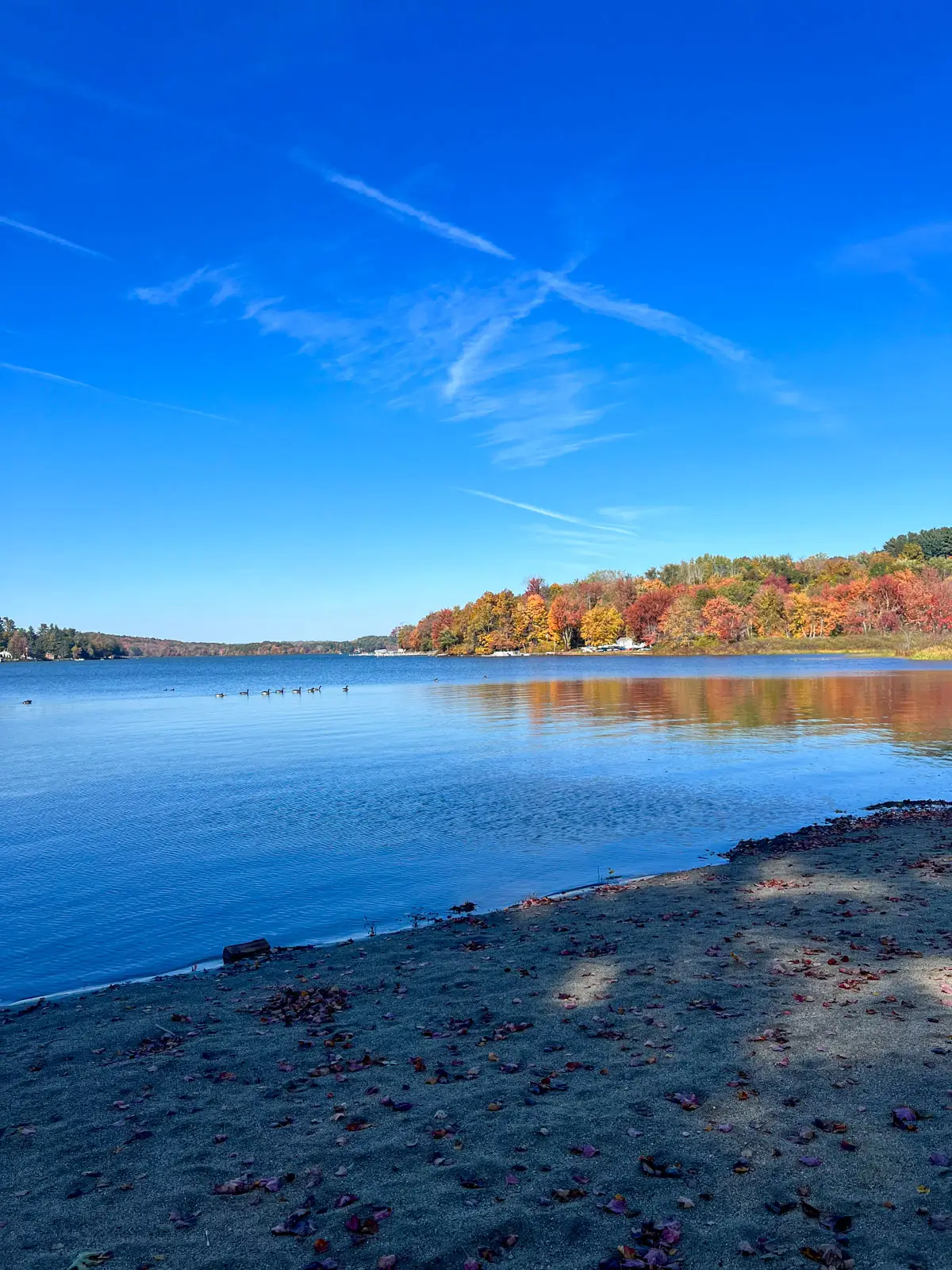 big blue bantam lake in litchfield surrounded by orange and brown leaves in late autumn in connecticut.