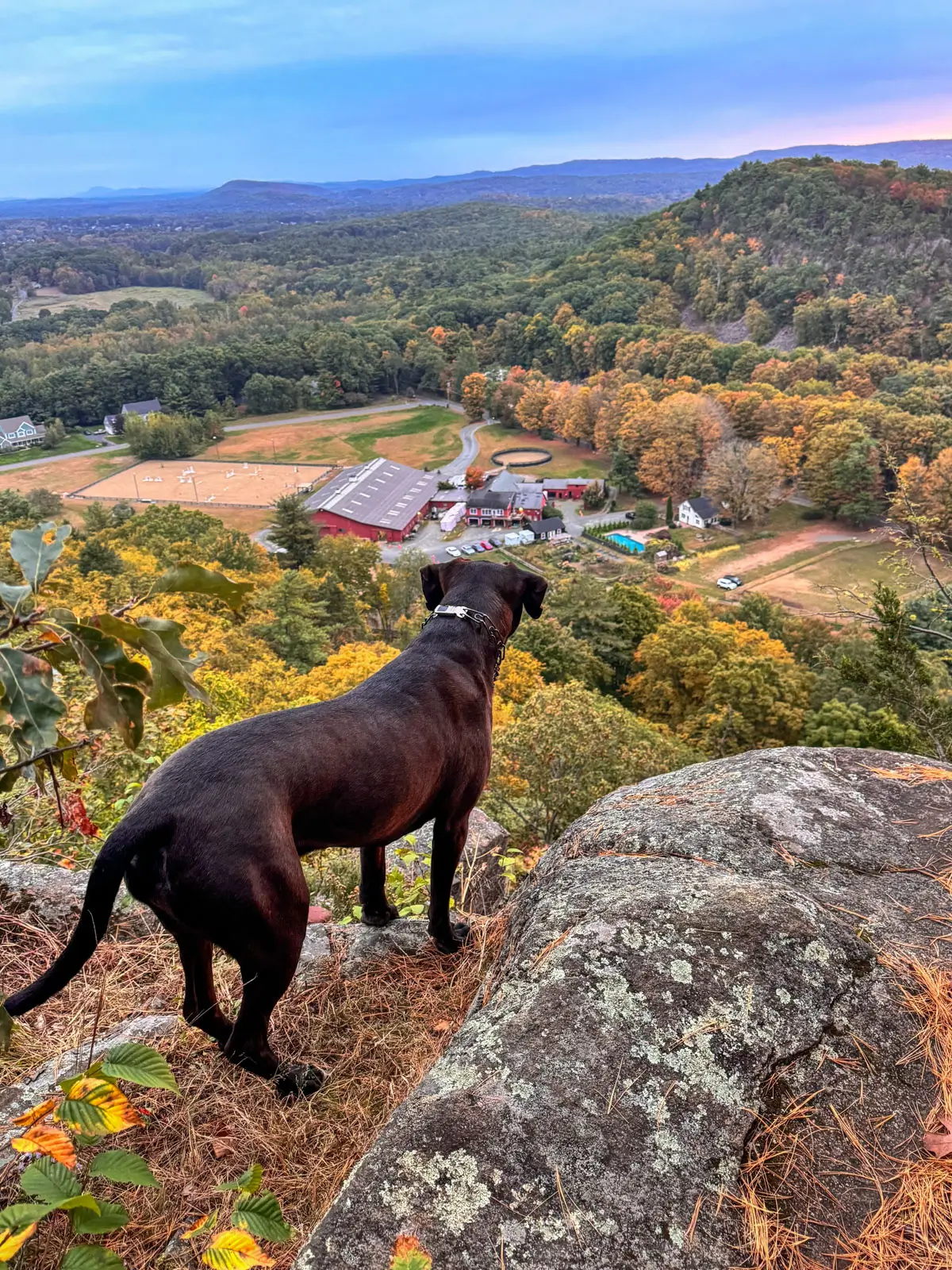 brown dog on overlook in granby connecticut overlooking fall colored leaves below.