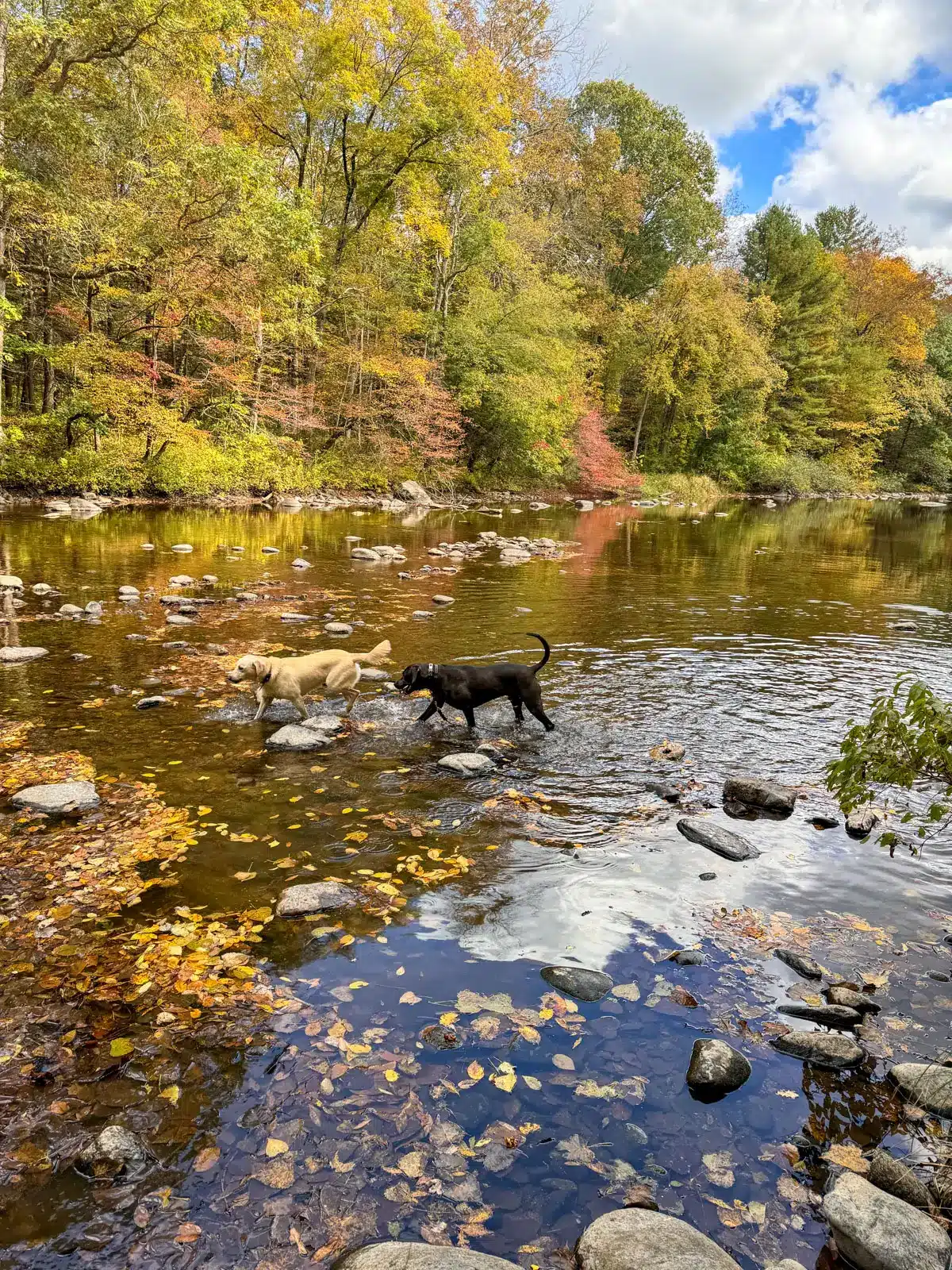 river at hidden valley preserve in connecticut in fall surrounded by green, red, and orange colored trees and blue skies above.