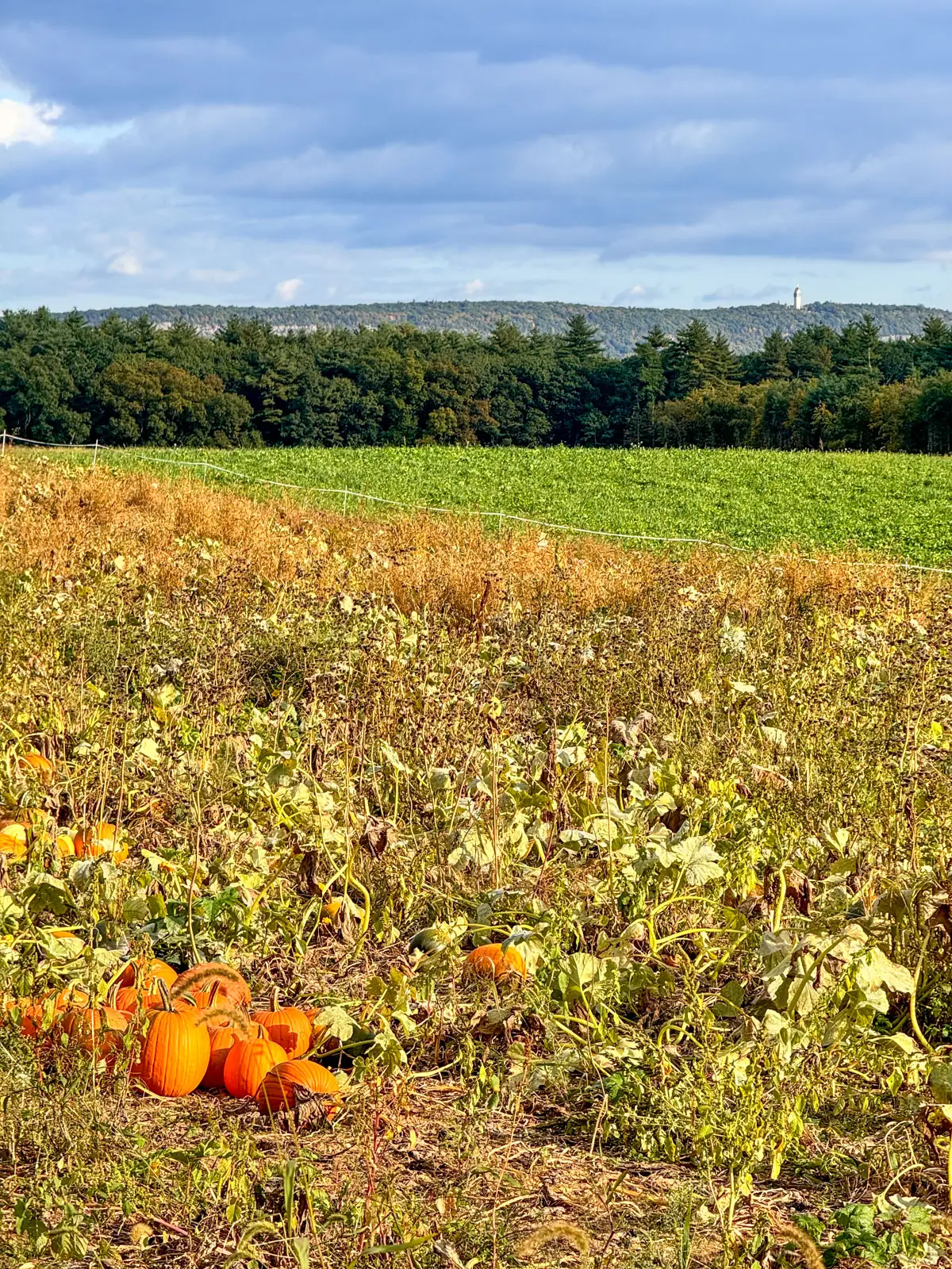 patch of green grass lined with pumpkins in front in simsbury connecticut in fall.
