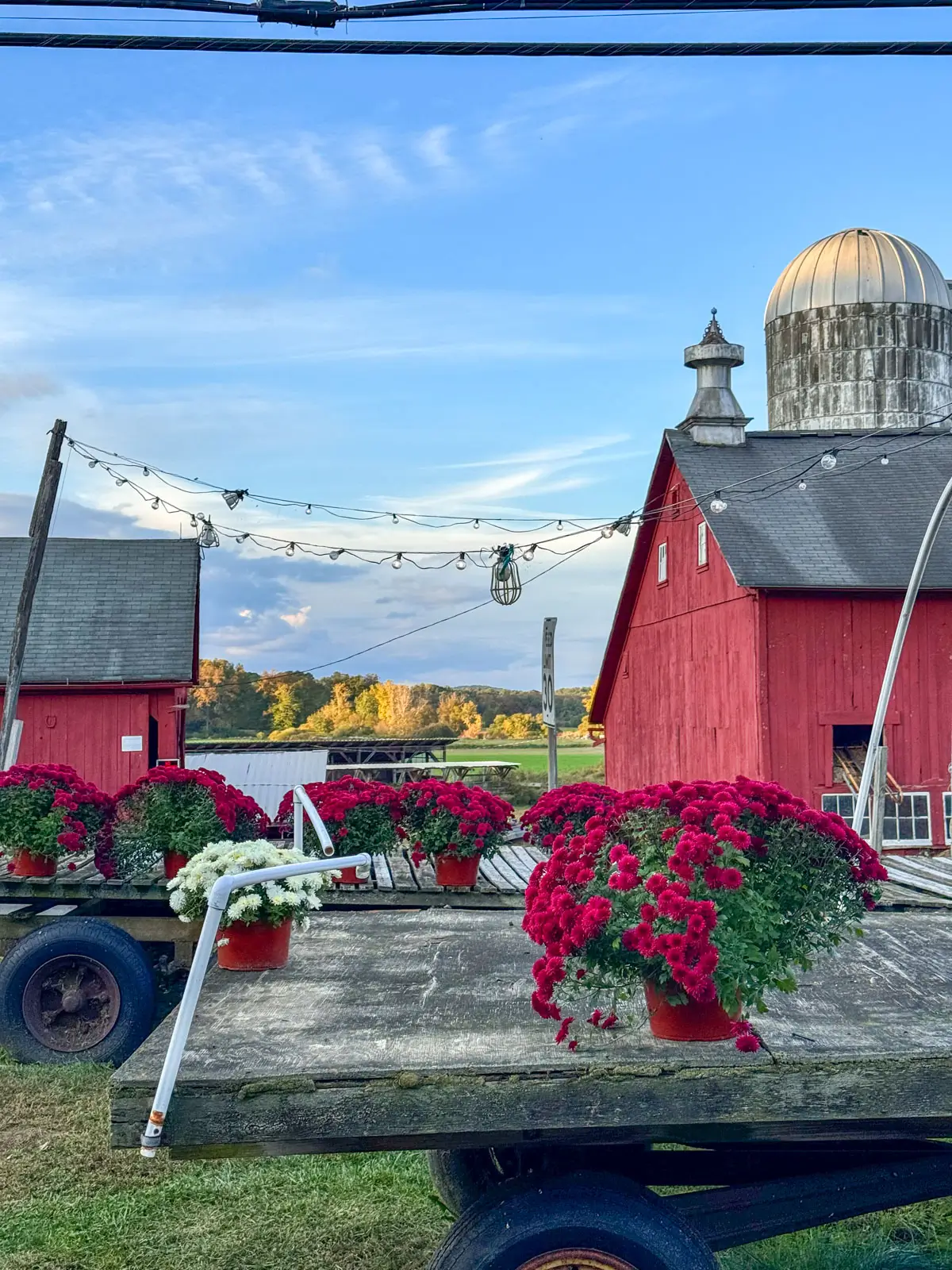 outside of tulmeadow farm and red barn and mums in front.