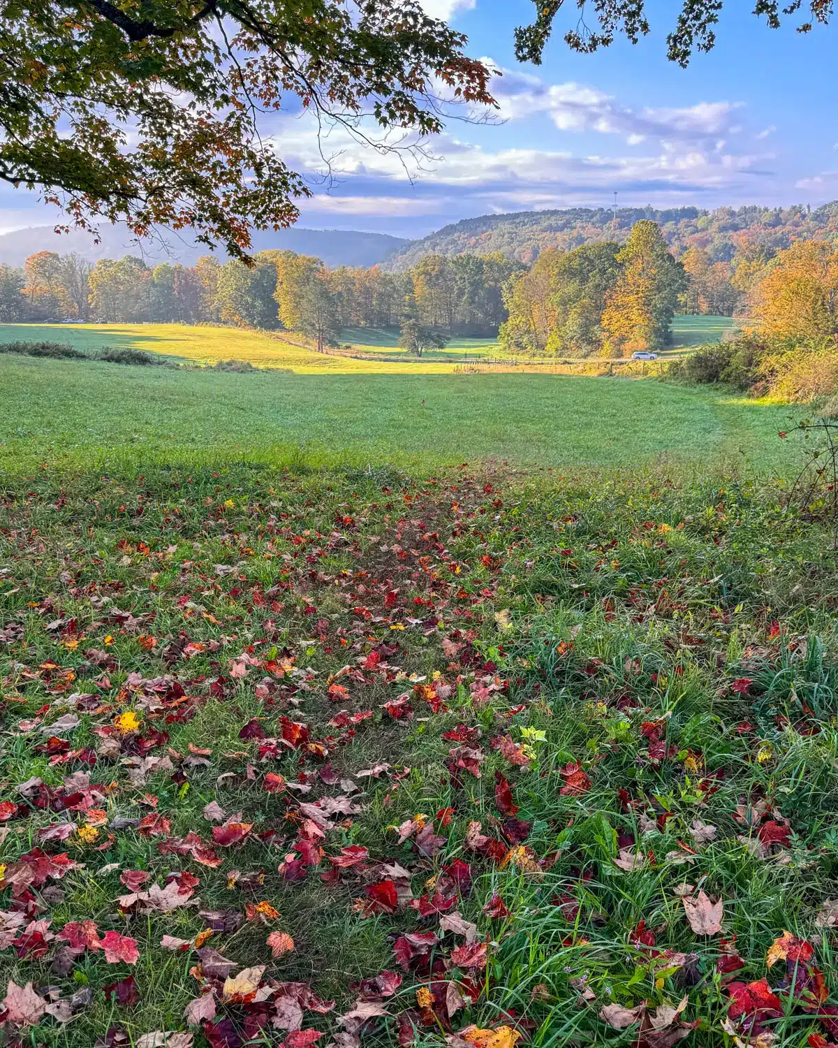 green grass surrounded by fall colored leaves and mountains in the distance in connecticut.