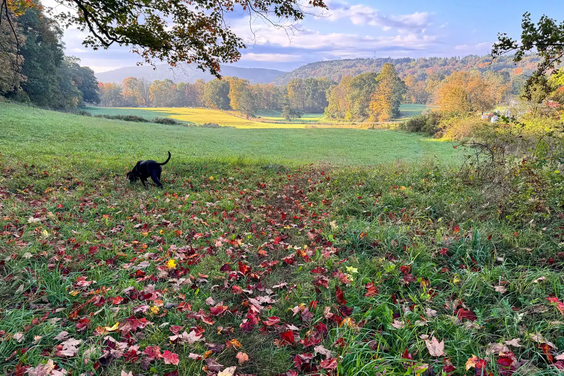 green grass with dog walking on trail surrounded by fall colored leaves in connecticut.