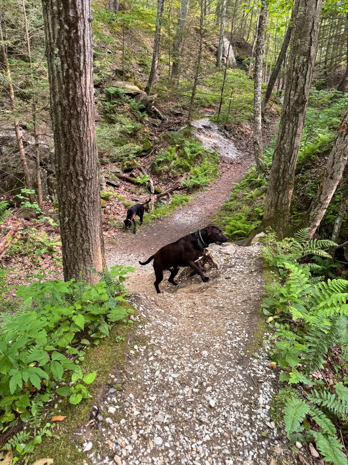 trail lined with bright green trails with black dog on it and white quartz sprinkled on the trail in hidden valley preserve in washington connecticut.