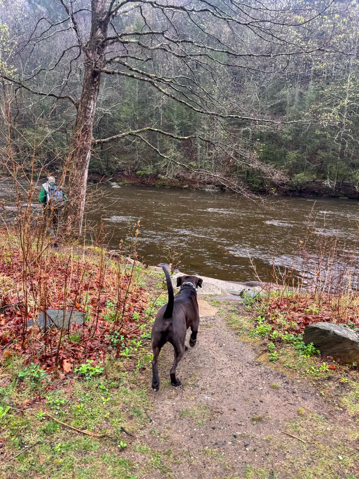 rolling river on a figgy day in late fall surrounded by mostly bare trees with some orange leaves left.
