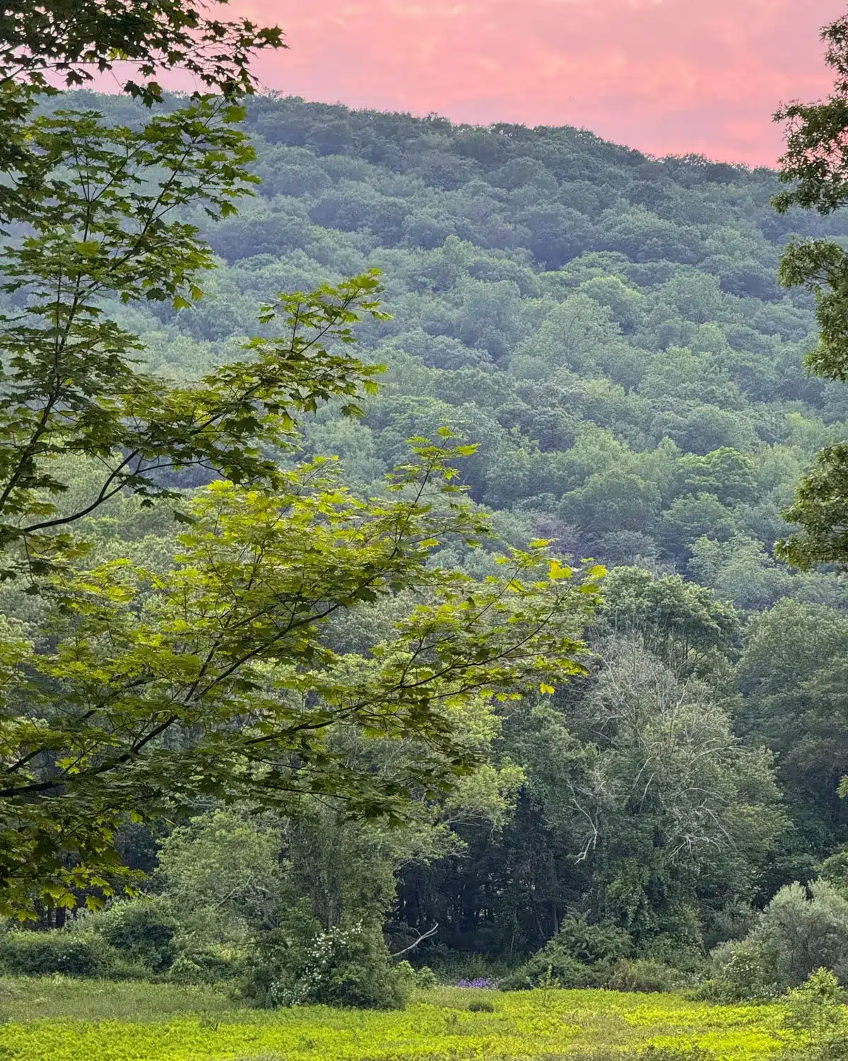 bright green meadow in early summer and soft pink pastel sky on a hike in washington depot connecticut.