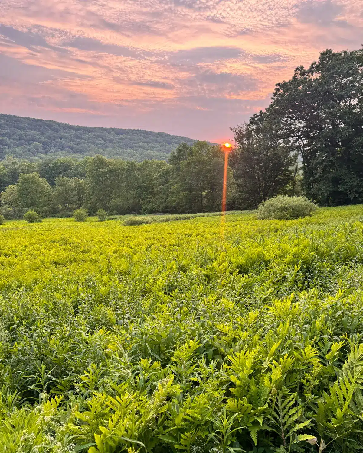 bright green meadow in early summer and soft pink pastel sky on a hike in washington depot connecticut.
