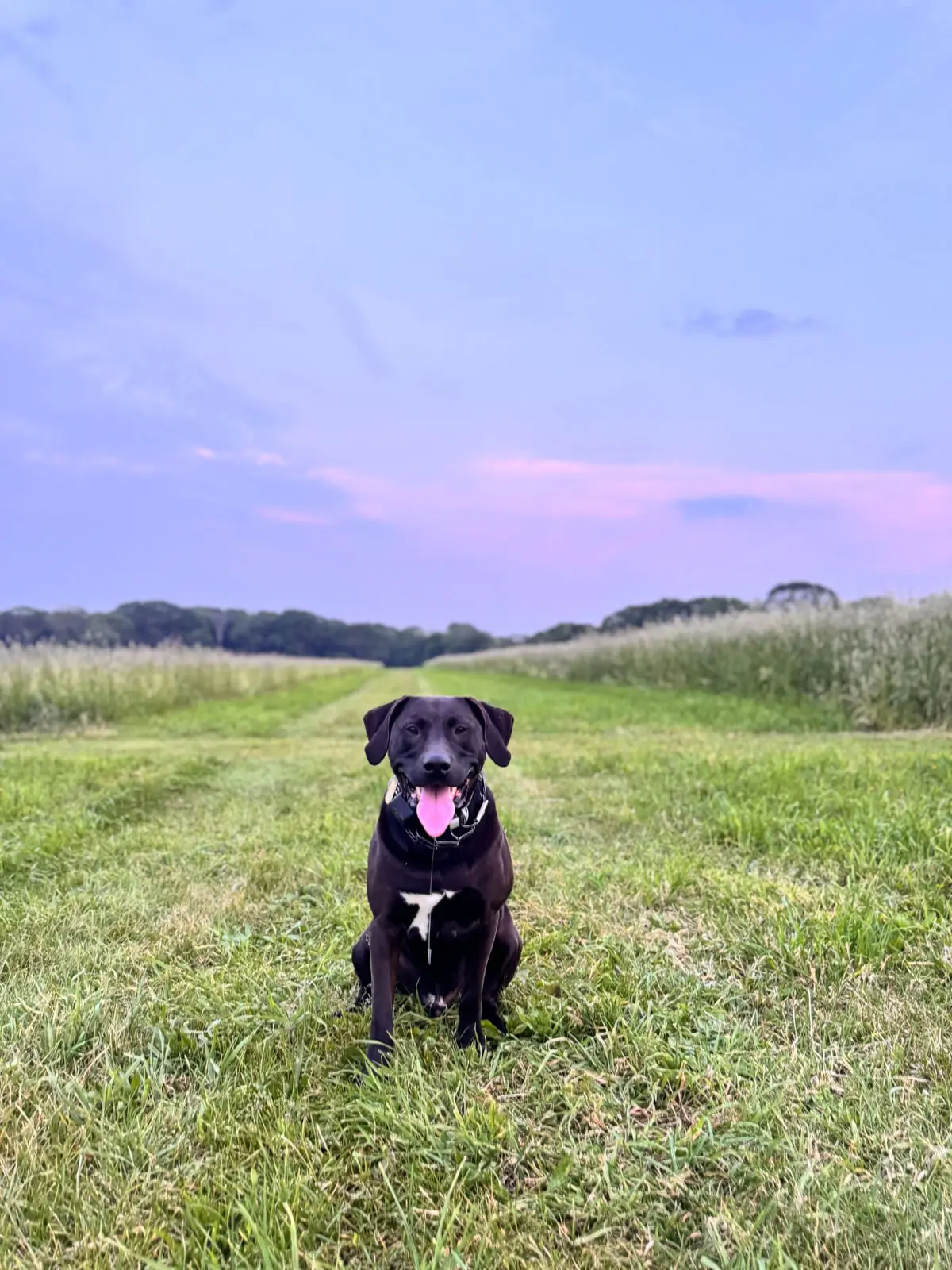 brown dog sitting with his tongue out on gree grass with blue and pink pastel sky in background at sunset time in washington connecticut.