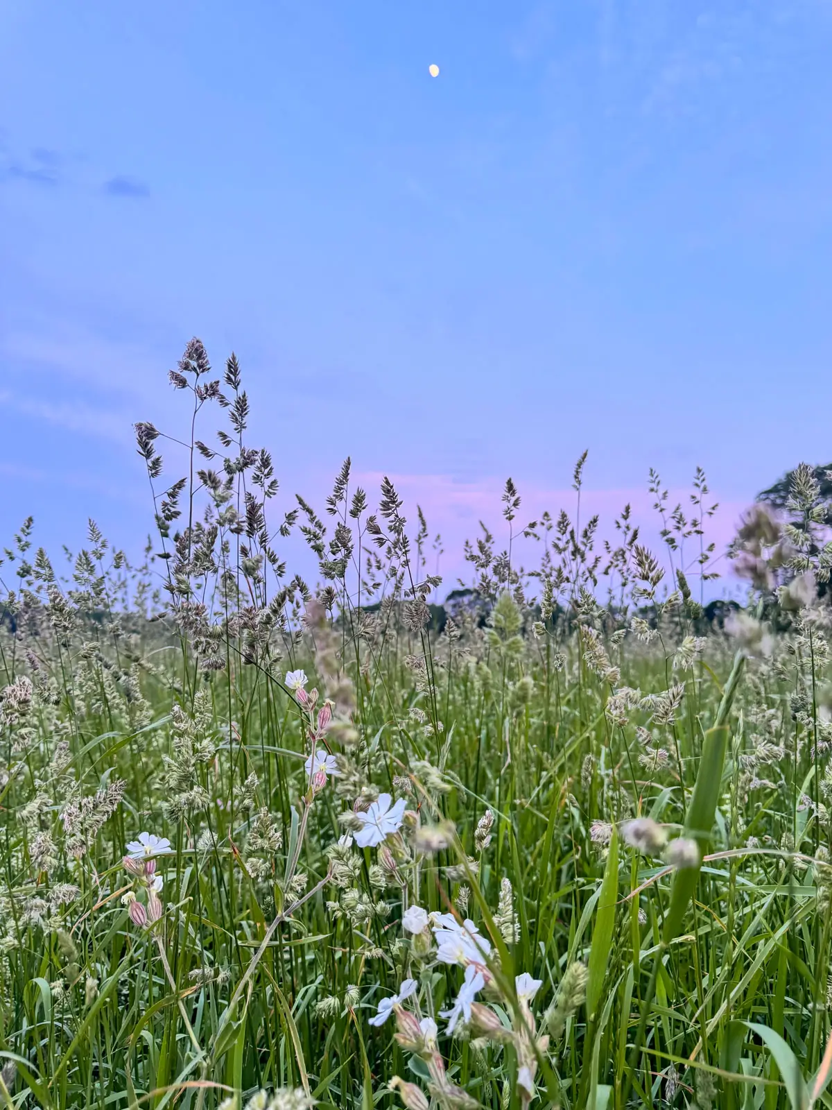green meadow with wild weeds on a summer night with white moon in the sky and pastel blue sky at sunset time in Washington, Connecticut.