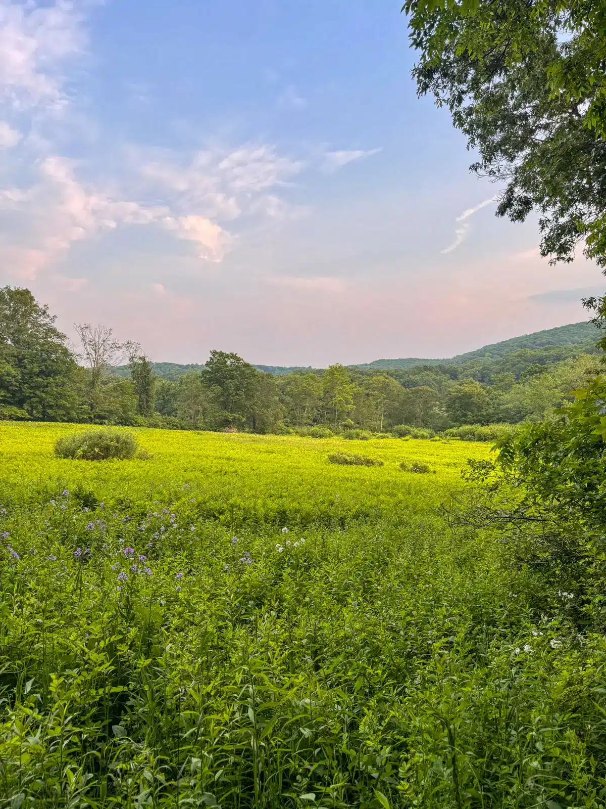 bright green meadow in early summer and soft pink pastel sky on a hike in washington depot connecticut.