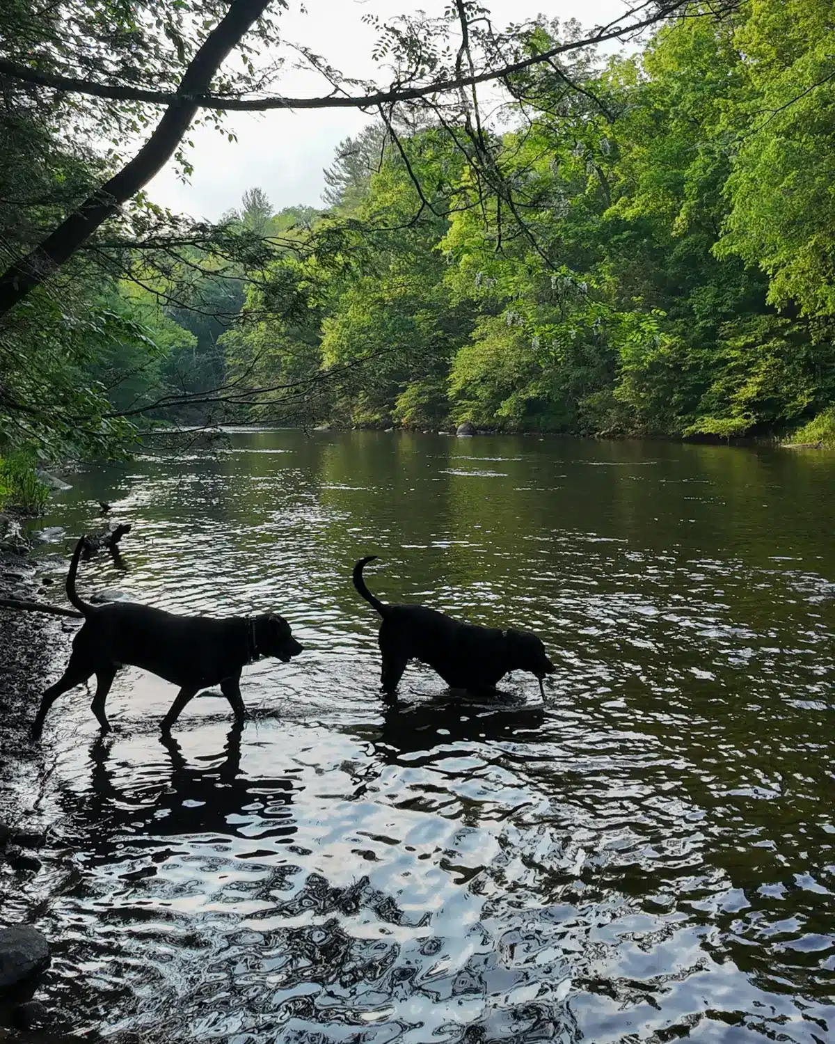 two big black dogs in a river at hidden valley preserve in washington ct lined with green trees.