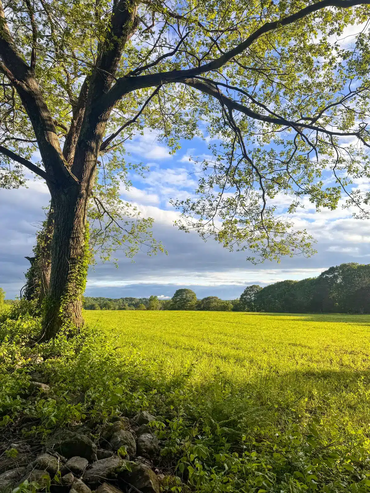 bright green grass and big oak tree framing the photo at a hike in washington depot connecticut.