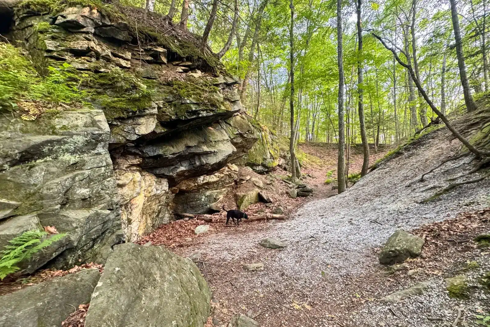 quartz mine in washington depot connecicut with big rocks stacked and white quartz on the ground surrounded by green trees.