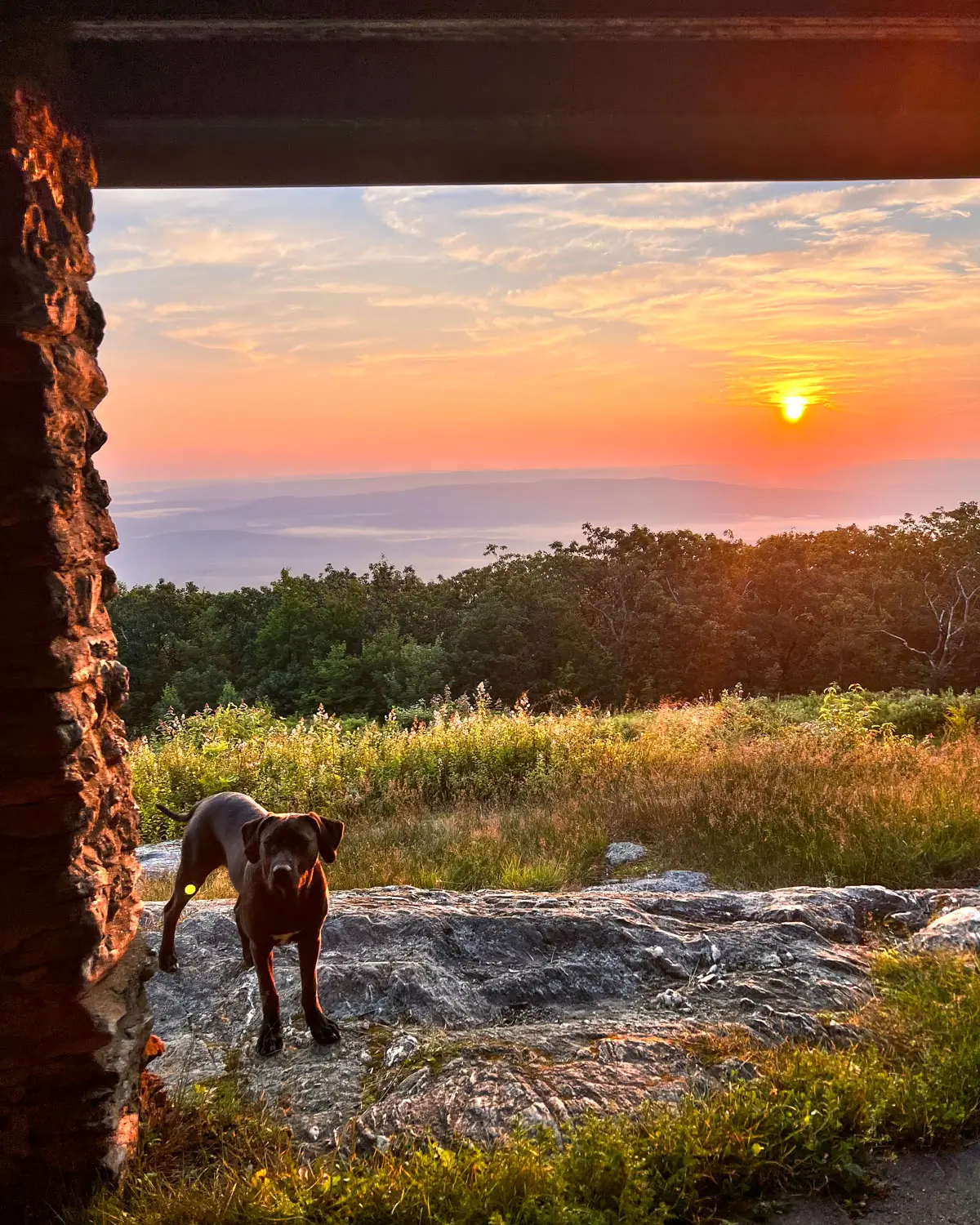 brown dog on a hilltop at mount everett at sunrise time with golden sun rising behind them and orange skies.