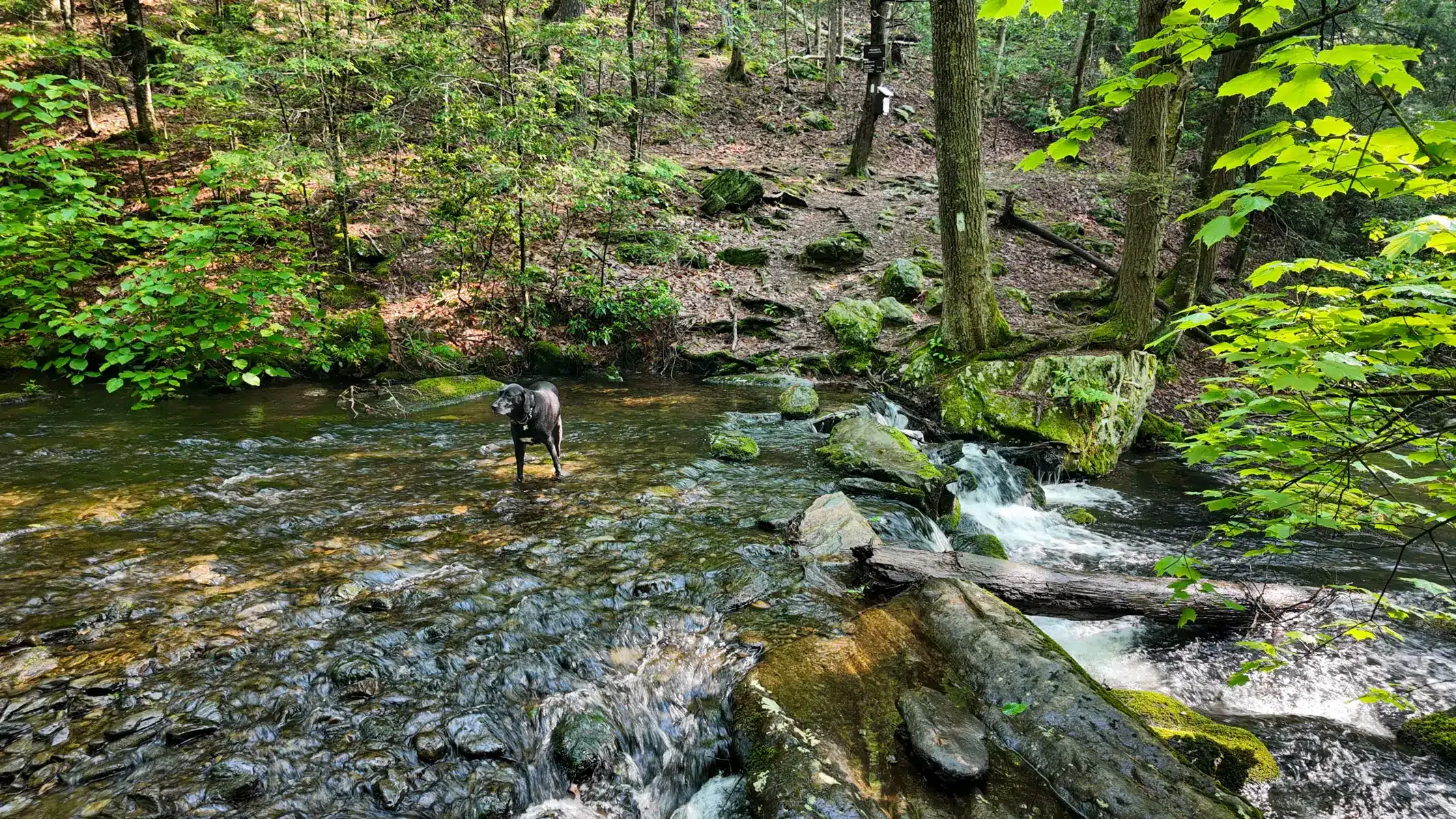 sages ravine with river in distance and tunnel of green trees above.