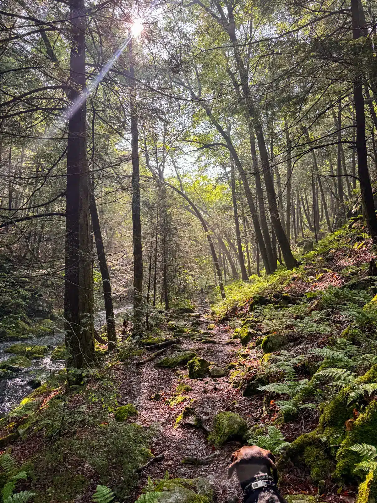 magical trail going through the foggy green forest.
