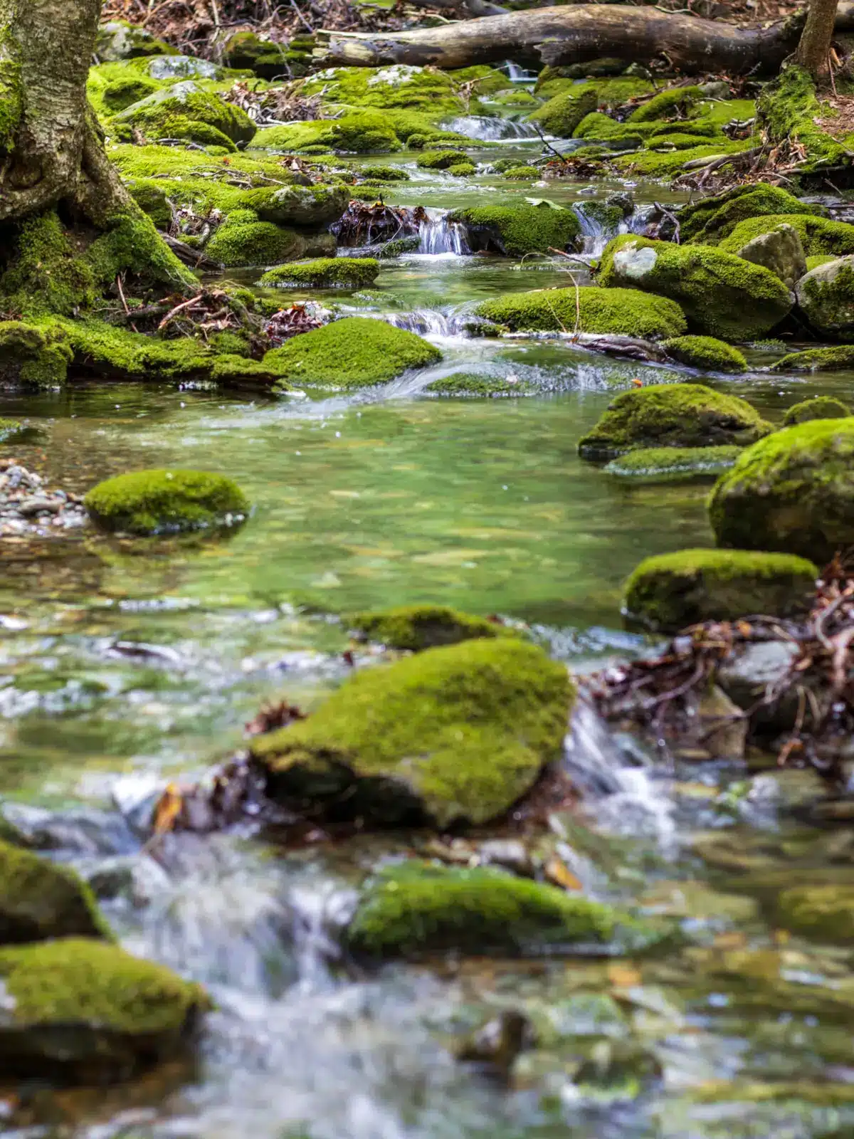 sages ravine cascades with green mossy rocks and tunnel of green trees above.