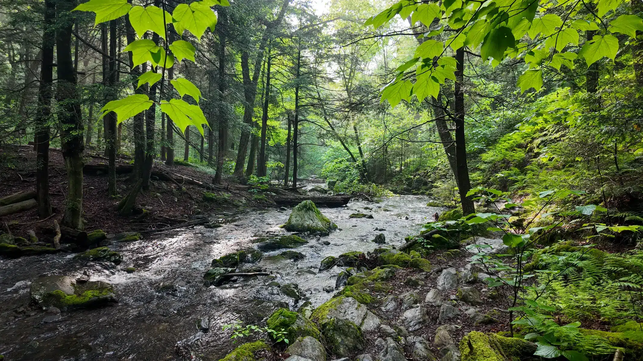 sages ravine with river in distance and tunnel of green trees above.