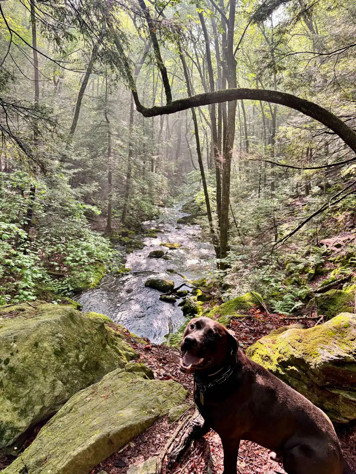 brown lab dog on rock high above sages ravine with river in distance and tunnel of green trees above.