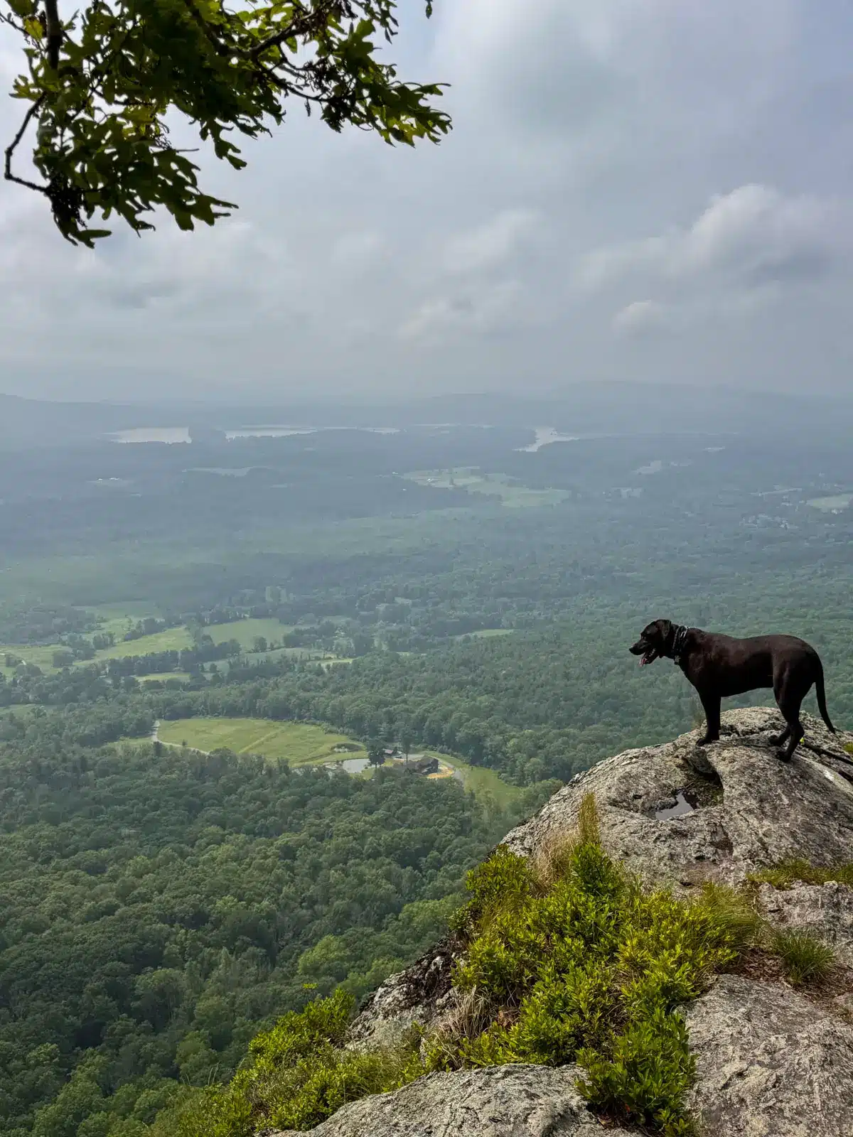 brown dog on rocky mountain ledge at mount race with green hills and land in distance.