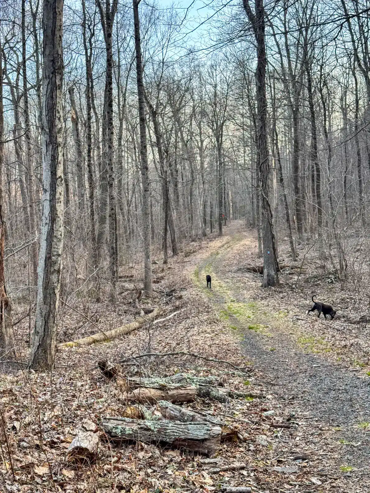 wide dirt trail through bare trees in Cheshire at Naugatuck State Forest at the Mount Sanford Loop.