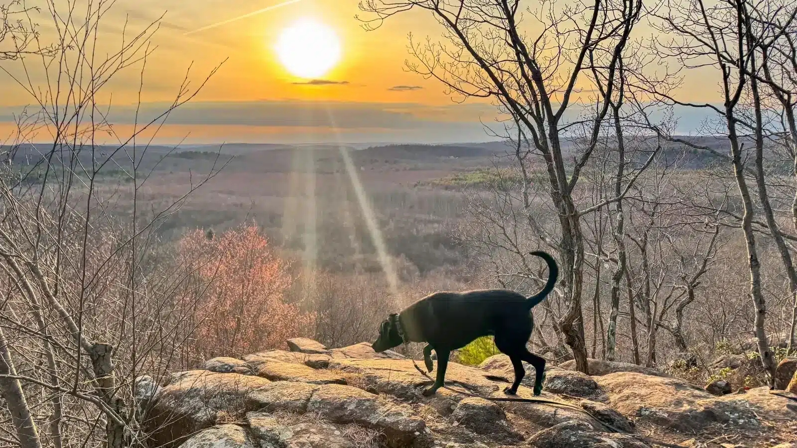 black dog on open cliff top surrounded by bare trees with orange sky and golden sun as the sun sets at Mount Sanford in Naugatuck State Forest.