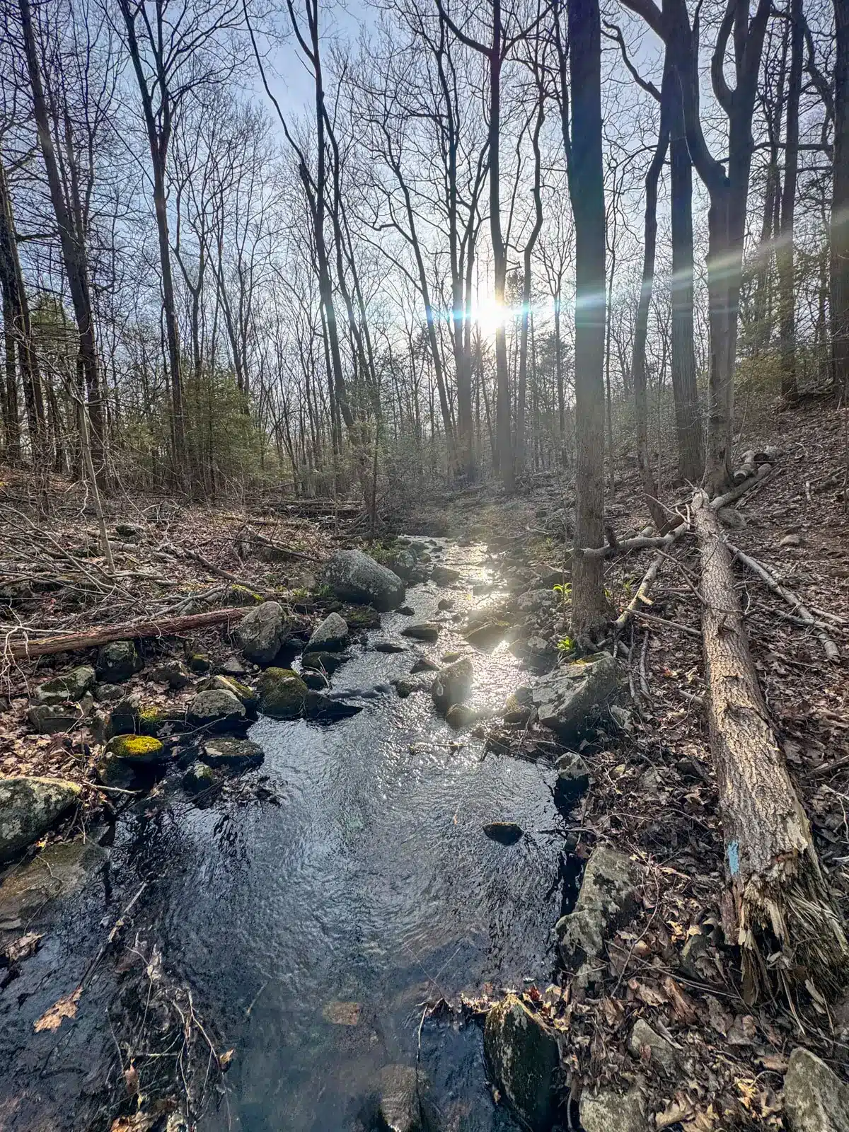 river running through bare forest.