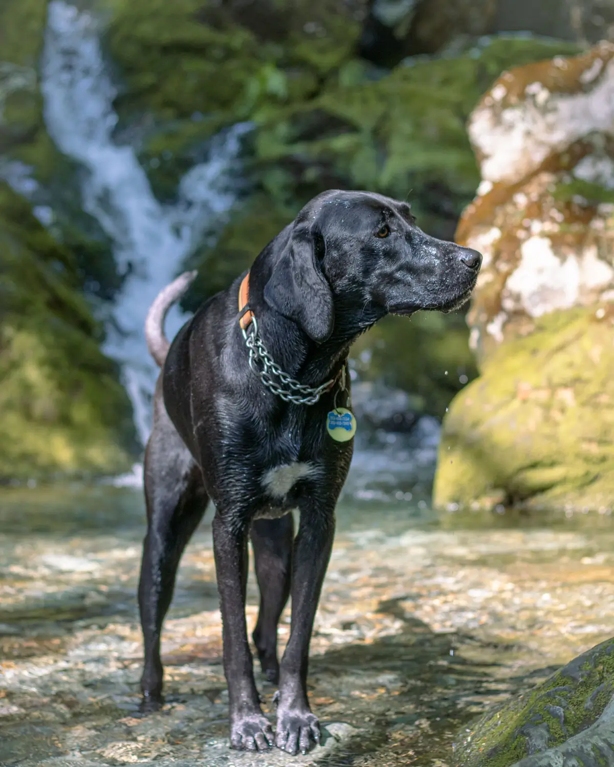 black lab dog in front of race brook falls waterfall at mount race in massachusetts.