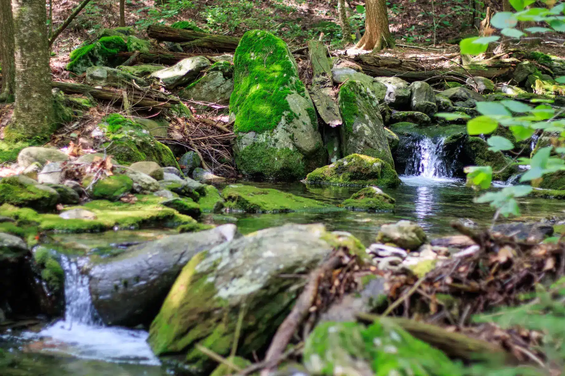 two small water cascades surrounded by lots of greenery.