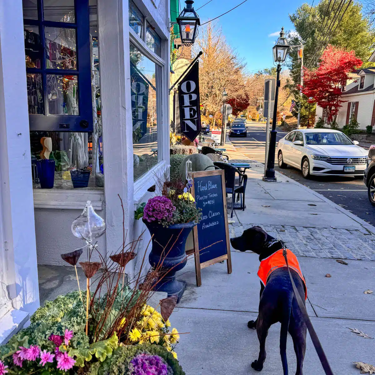 brown dog in bright orange vest on a leash in front of store on main street in downtown Chester, CT.