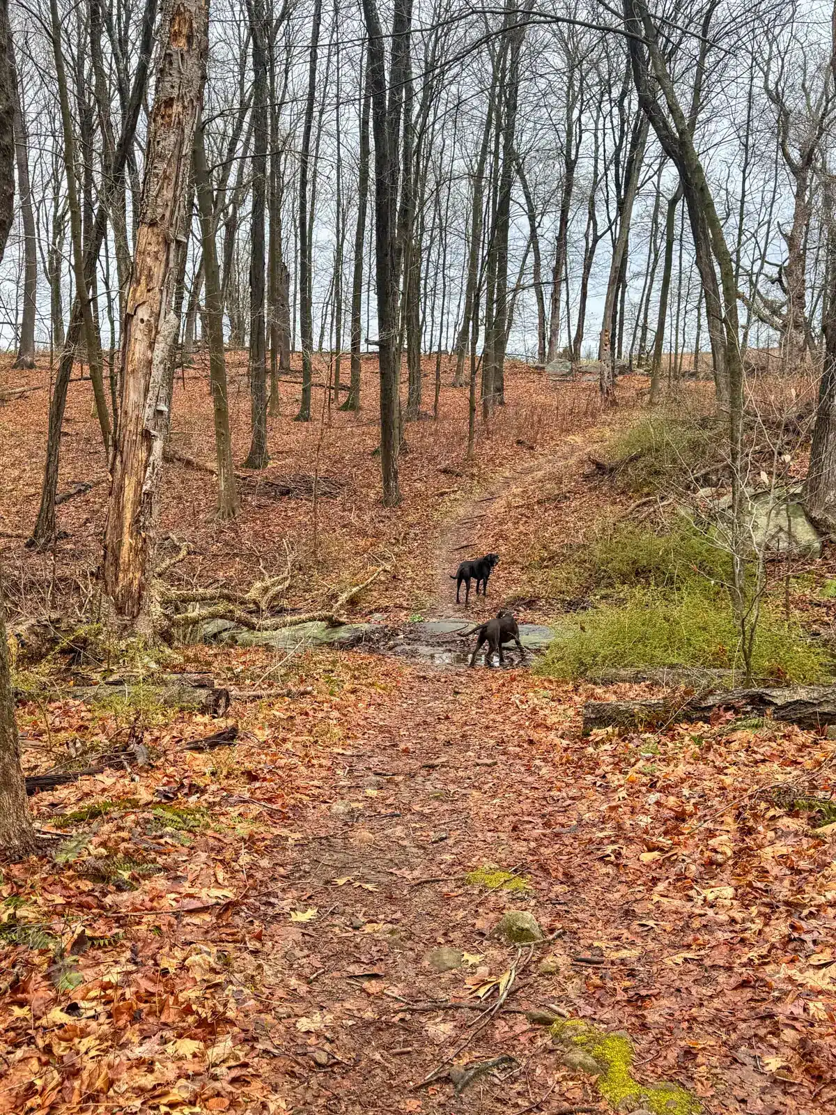 two big black dogs side by side walking on a brown pine needle trail through the bare woods in springtime at Trout Brook Valley Preserve.