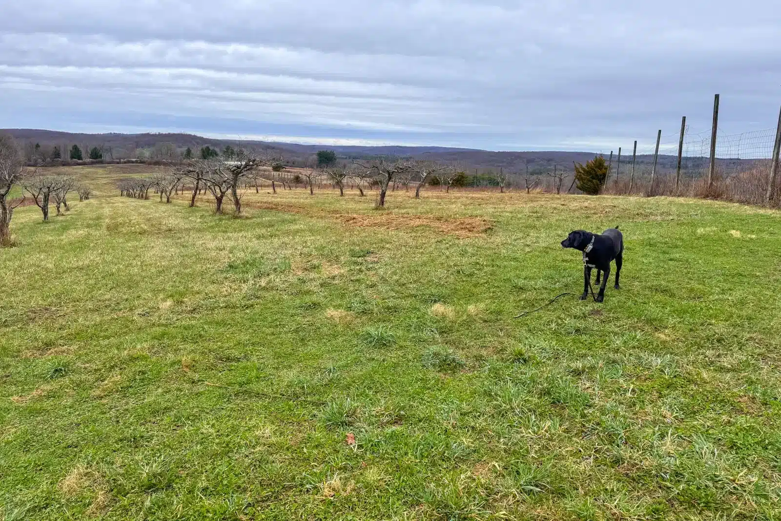 big brown dog on green grass meadow with bare apple trees in the distance in springtime.