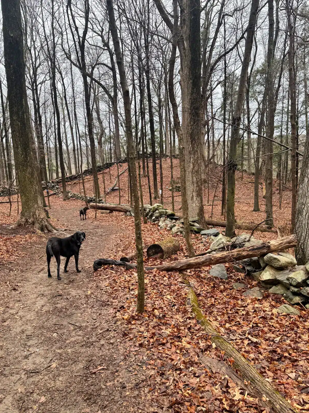 A big black dog standing on a brown pine needle trail through the bare woods in springtime at Trout Brook Valley Preserve.