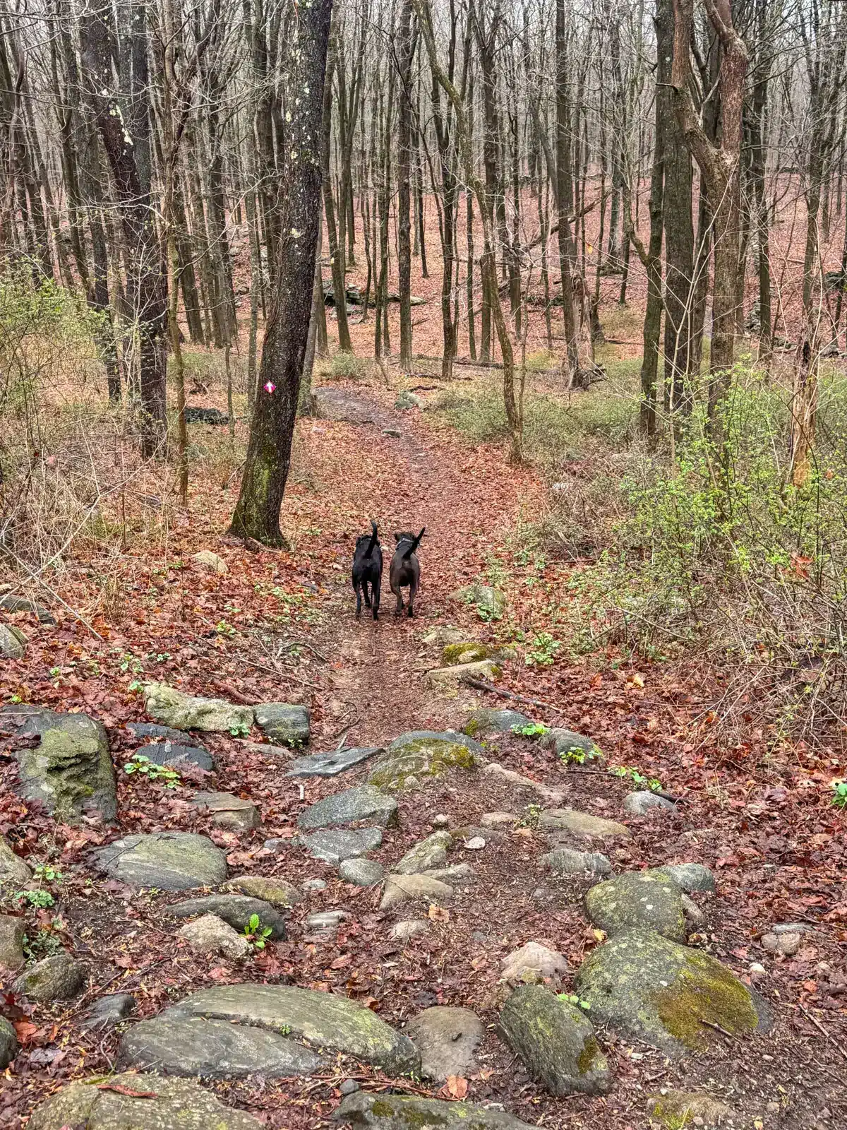 two big black dogs side by side walking on a brown pine needle trail through the bare woods in springtime at Trout Brook Valley Preserve.