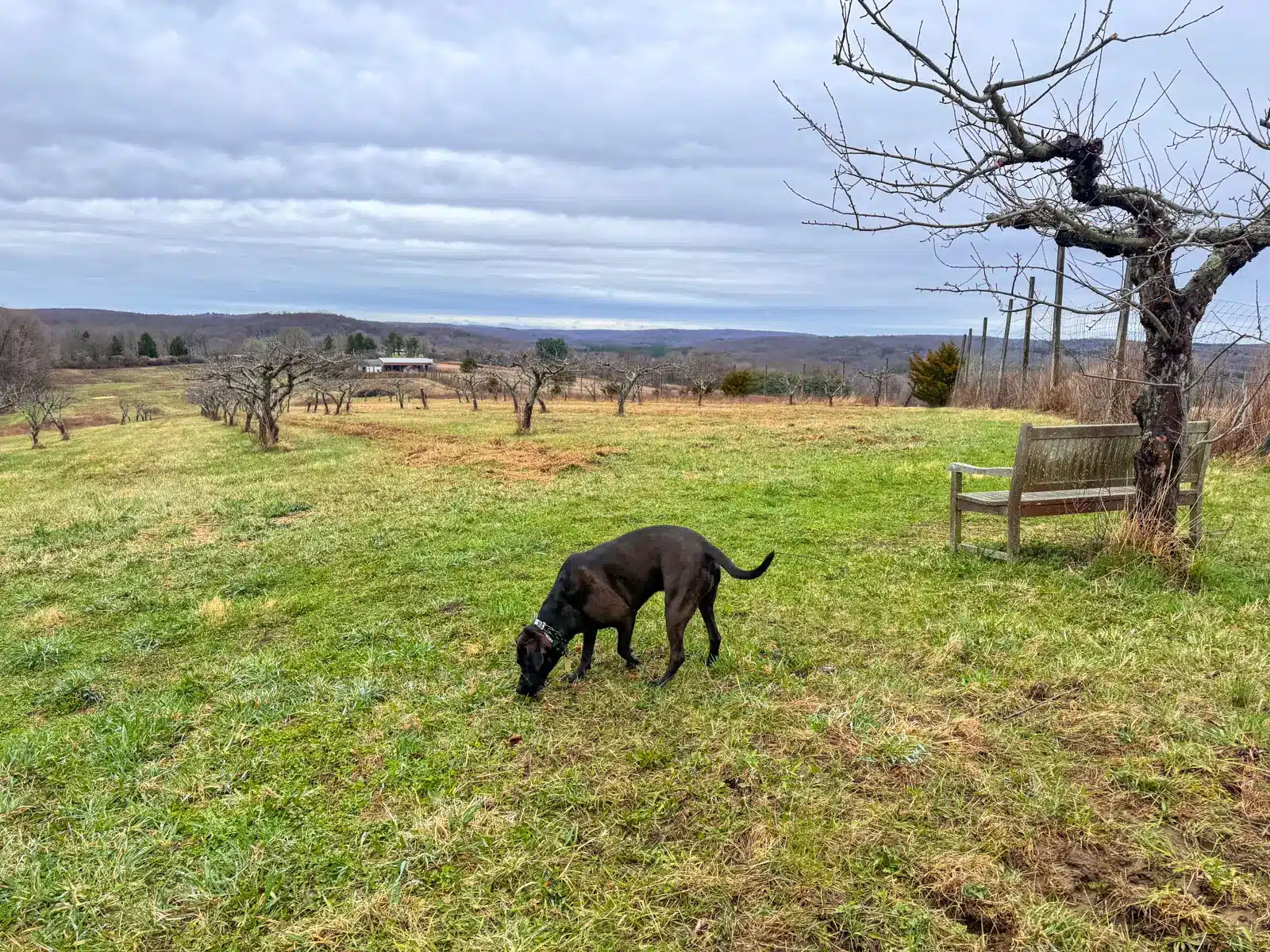 big brown dog on green grass meadow with bare apple trees in the distance with a bench on the right in springtime.