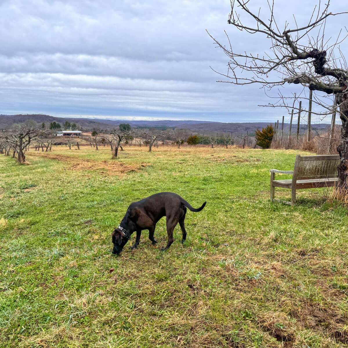 big brown dog on green grass meadow with bare apple trees in the distance with a bench on the right in springtime.