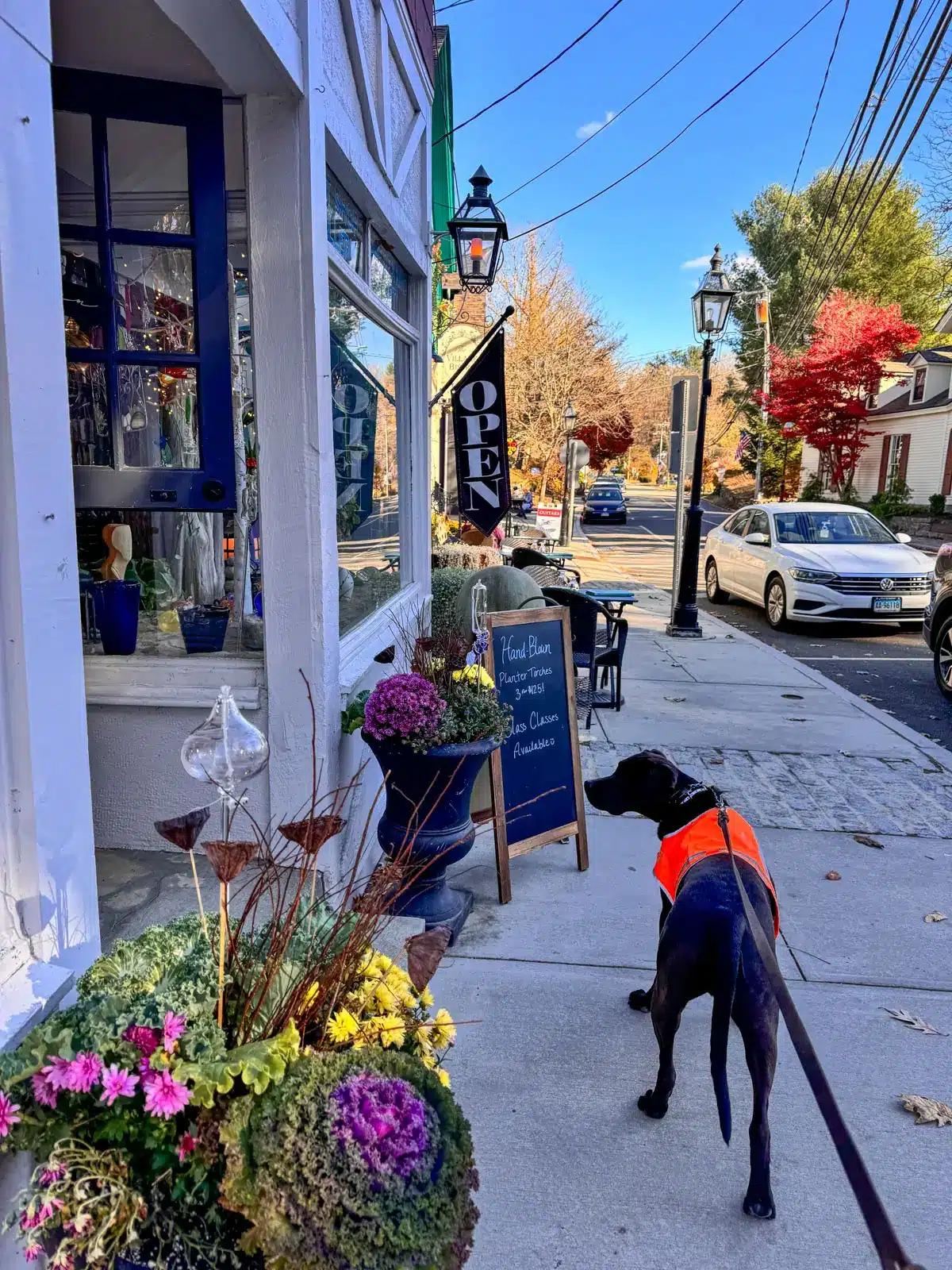 brown dog in bright orange vest on a leash in front of store on main street in downtown Chester, CT.
