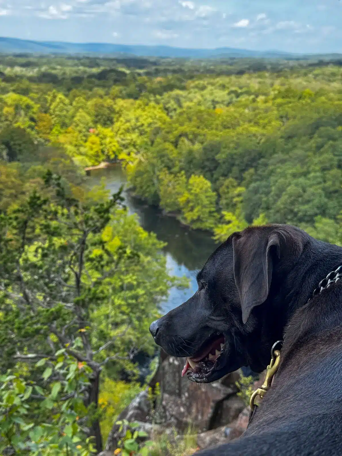 Big brown dog overlooking blue river below and bright green trees all around and blue sky above with white fluffly clouds at hatchet hill in tariffville, connecticut.