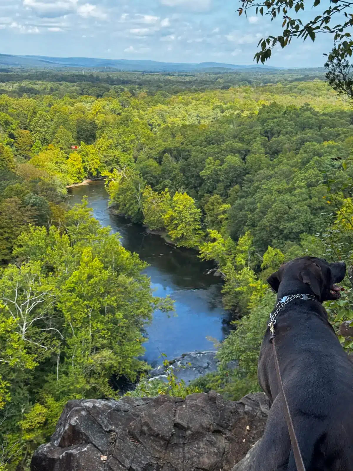 Big brown dog overlooking blue river below and bright green trees all around and blue sky above with white fluffly clouds at hatchet hill in tariffville, connecticut.