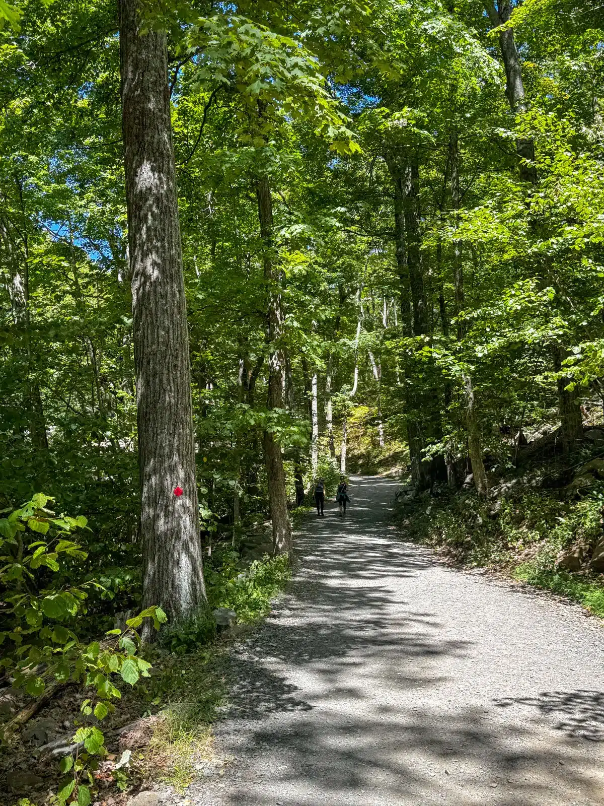 wide gravel path on the tower trail at sleeping giant state park with tall green trees lining the trail.