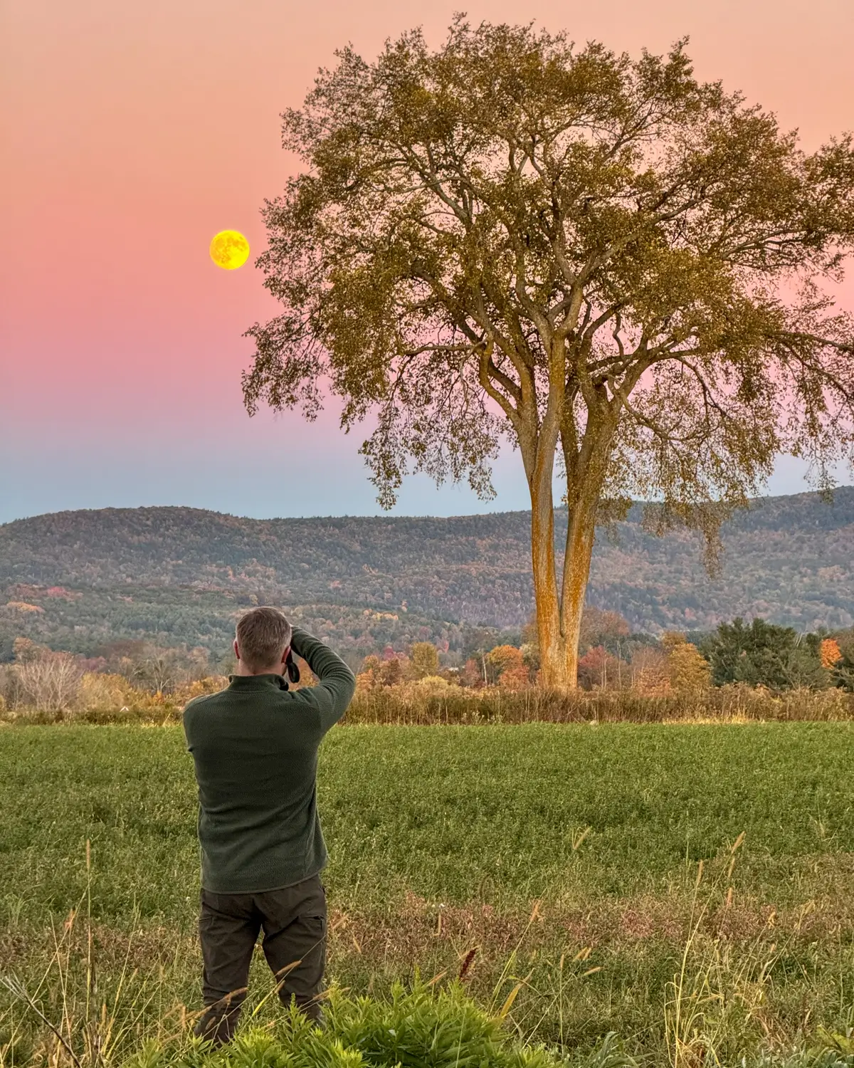 baldwin hill maple tree with bright yellow moon setting behind it with a pink sky and rolling green hills in the distance in egremont massachusetts.