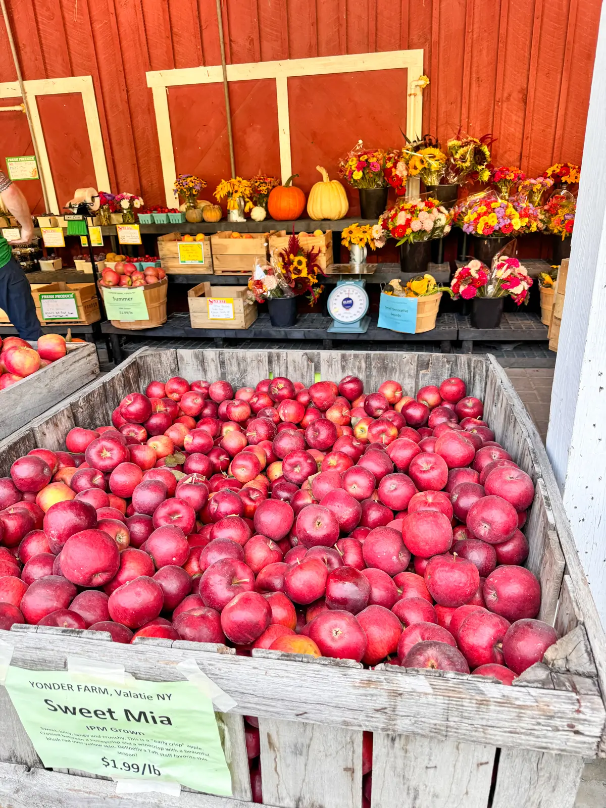 big barrel of red apples at taft farms in great barrington.