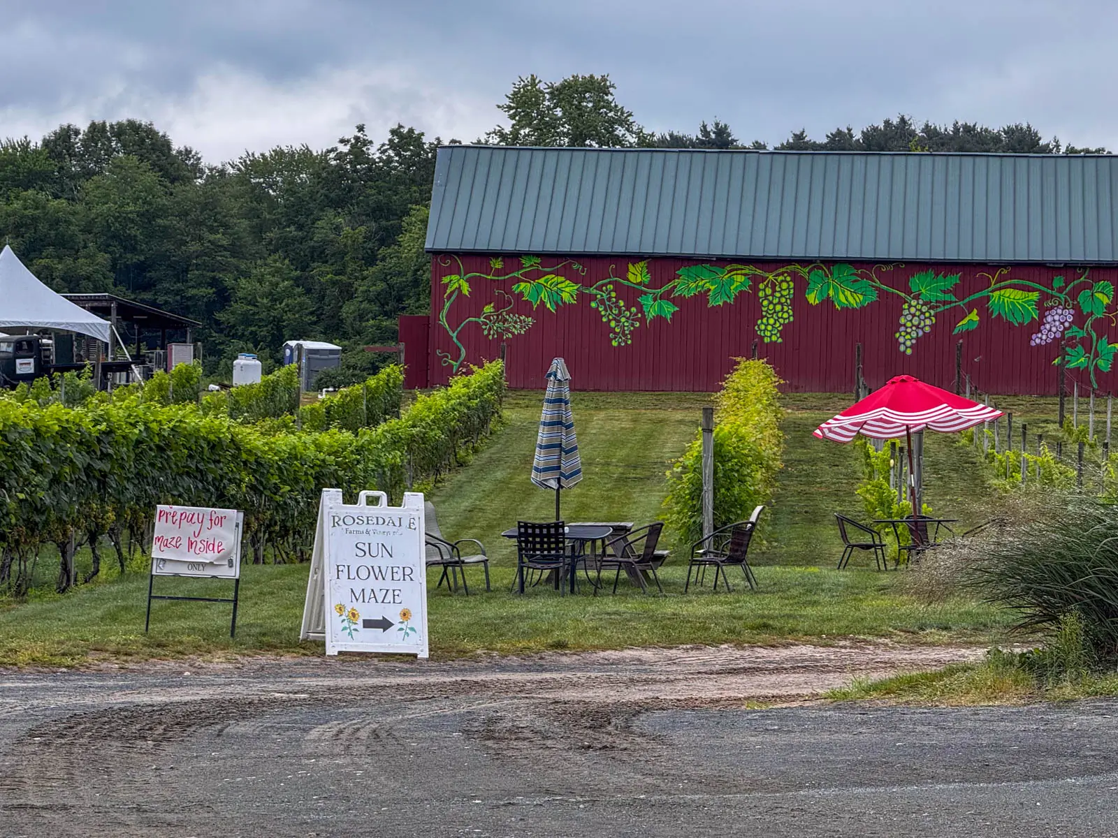farm view with long red barn in distance and bright green grape vines painted on it and rows of grape leaves in the vineyard and black tables and chairs in front of the barn.