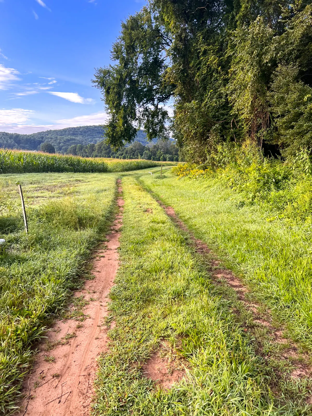 trail running through green grass.